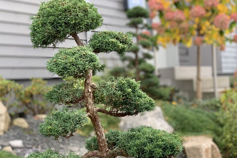 Niwaki-Baum im Japangarten